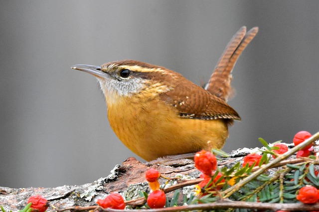Hanging dish feeder attracting garden wrens