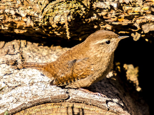 Hanging dish feeder attracting garden wrens