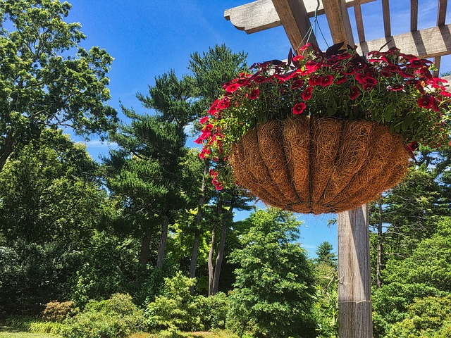Hanging dish feeder attracting garden wrens