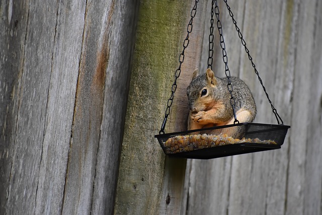 Hanging feeder with waste-catching tray