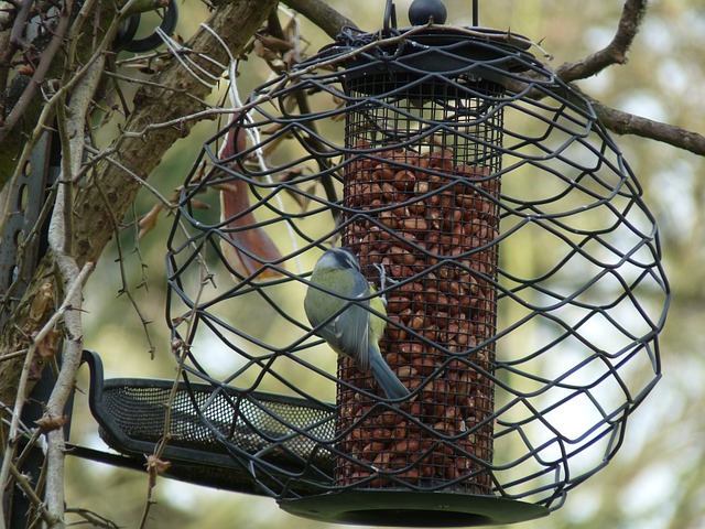 Hanging suet ball feeder in garden