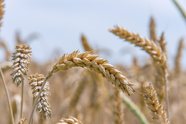Healthy bird seed without wheat content