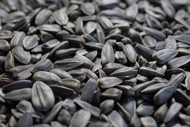 Healthy bird seed without wheat content