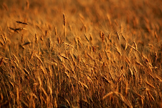 Healthy bird seed without wheat content