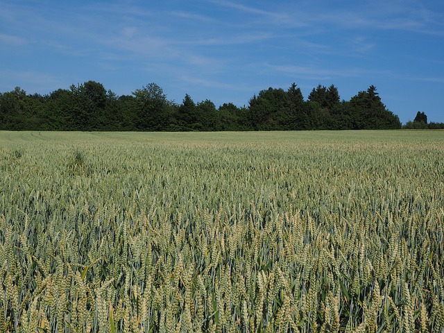 Healthy bird seed without wheat content