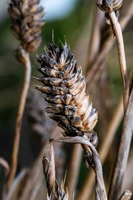 Healthy bird seed without wheat content