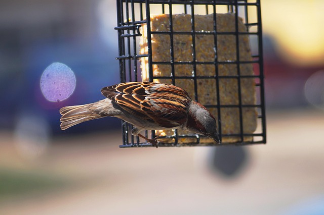 Heavy-duty freestanding feeder for wild birds