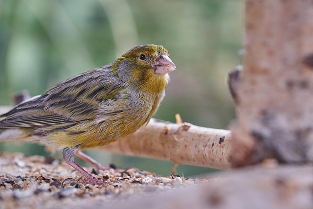 Home delivery of mixed bird feed