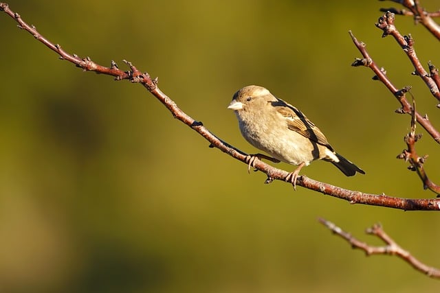 House sparrow hopping on garden path