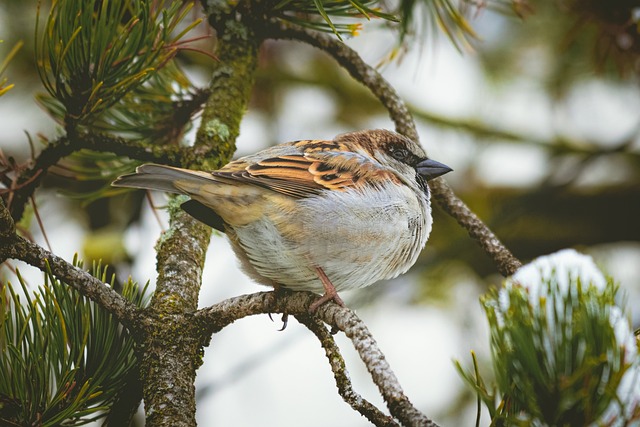 House sparrow hopping on garden path