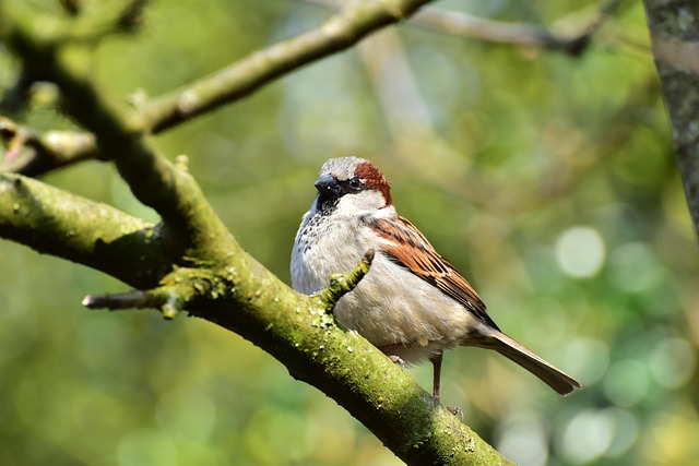 House sparrows gathered near bird bath