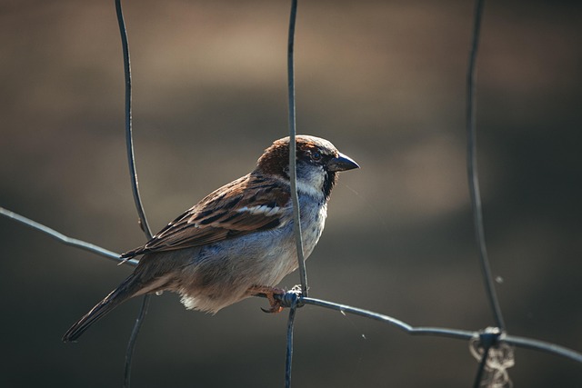 House sparrows gathered near bird bath