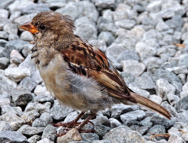 House sparrows gathered near bird bath