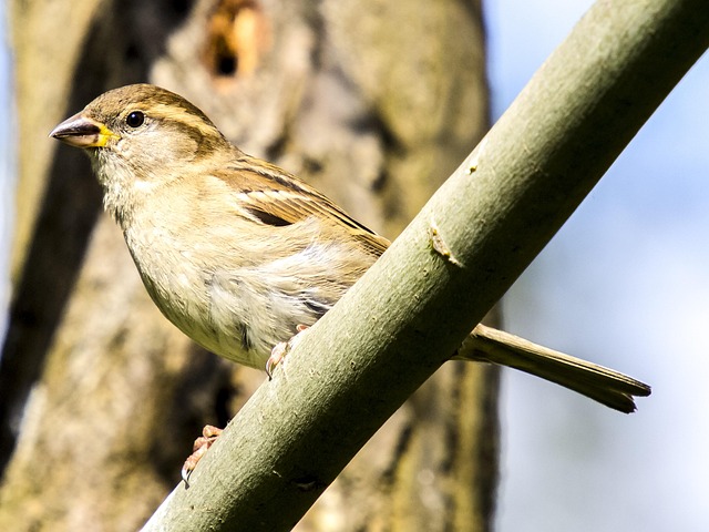 House sparrows gathered near bird bath
