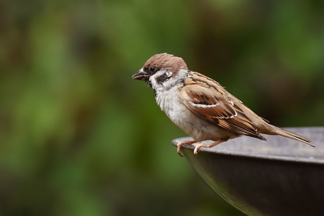 House sparrows gathered near bird bath
