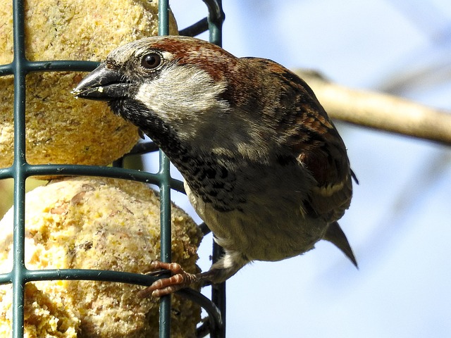 House sparrows gathered near bird bath