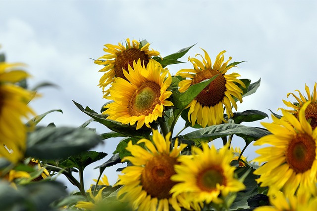 Hulled sunflower hearts on garden tray