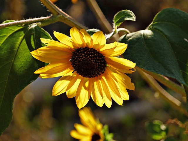 Hulled sunflower hearts on garden tray