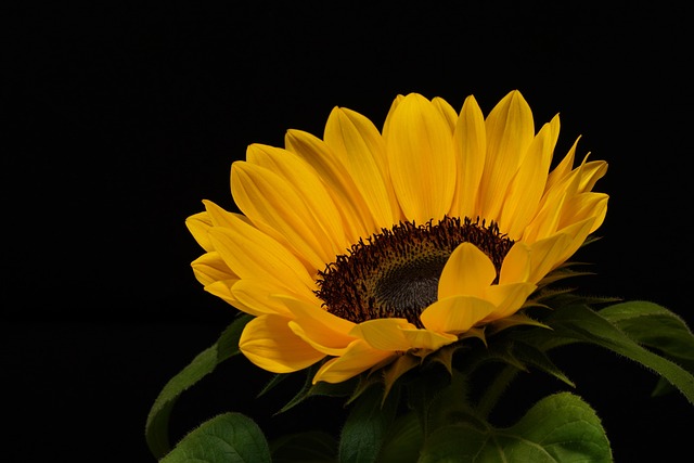 Hulled sunflower hearts on garden tray