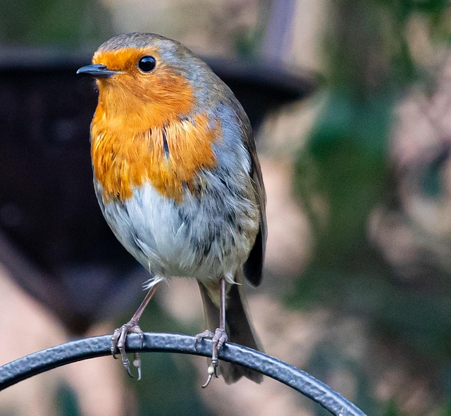 Insect-rich seed mix for UK robins
