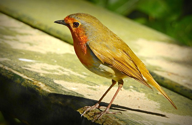 Juvenile robin with speckled chest feathers
