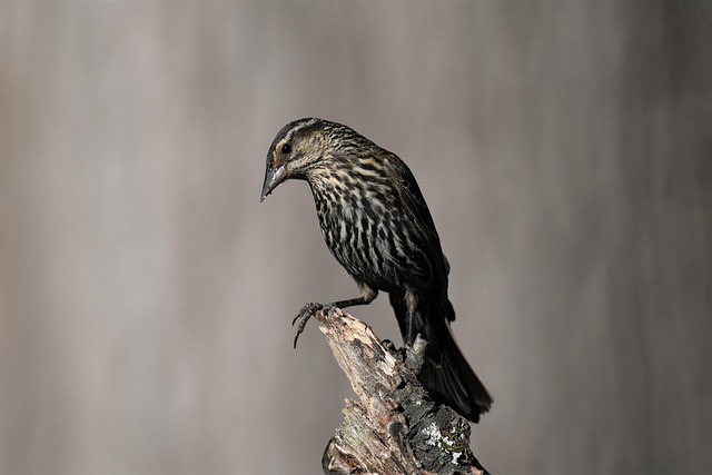 Juvenile robin with speckled chest feathers