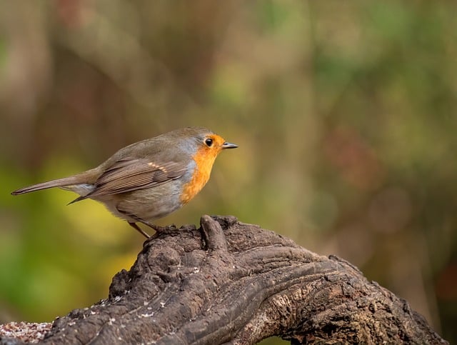 Juvenile robin with speckled chest feathers