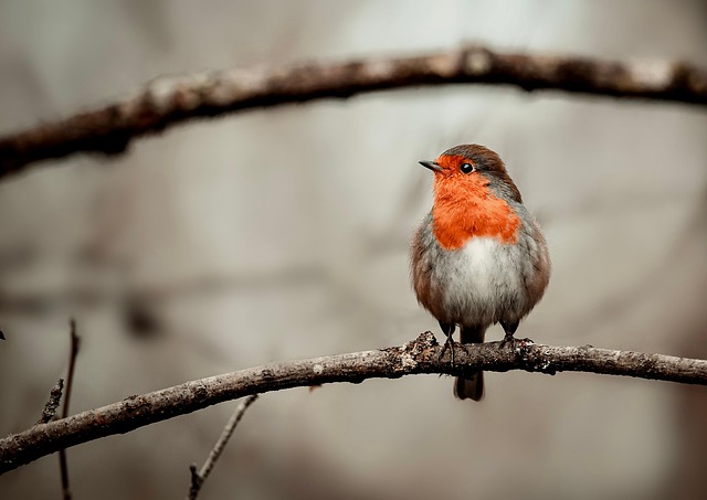 Juvenile robin with speckled chest feathers
