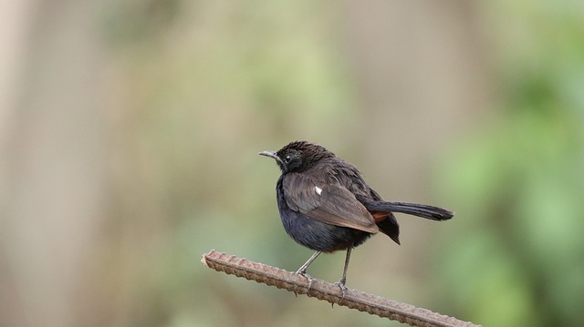 Juvenile robin with speckled chest feathers