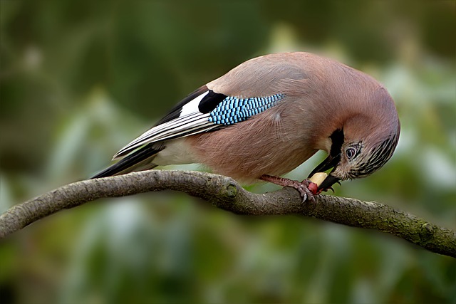 Large sack of peanuts for birds