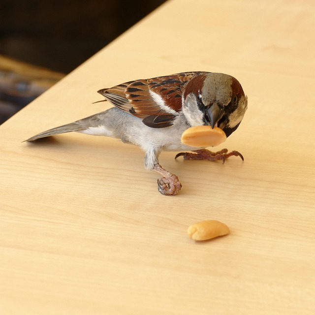 Large sack of peanuts for birds