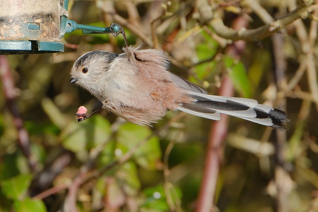 Long-tailed tit on tree branch