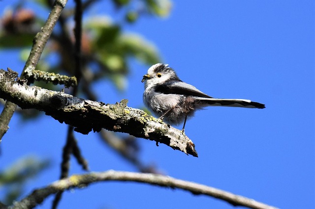 Long-tailed tit on tree branch