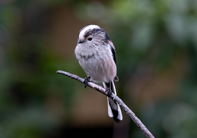 Long-tailed tit on tree branch