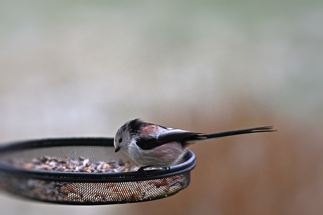 Long-tailed tit on tree branch