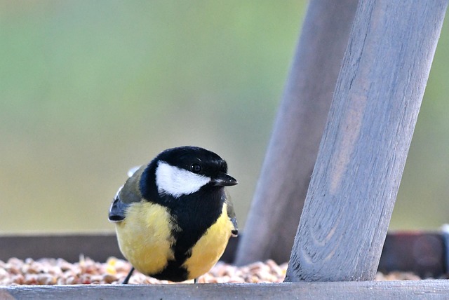 Low platform feeder with scattered seed mix