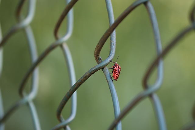 Mealworm feeder with protective wire mesh