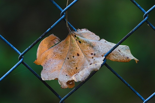 Mealworm feeder with protective wire mesh