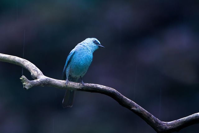mealworms for birds