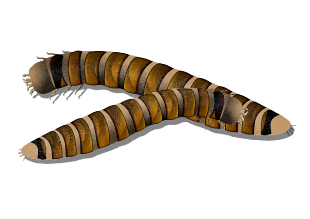 mealworms for birds
