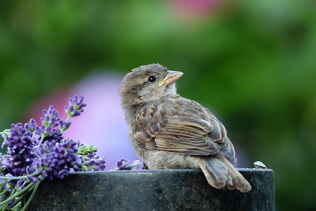 mealworms for birds