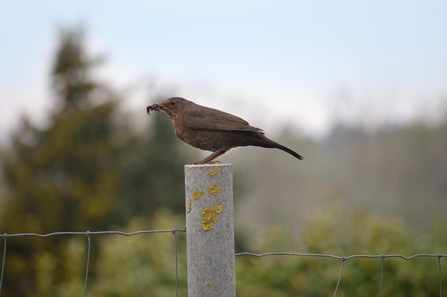 mealworms for birds
