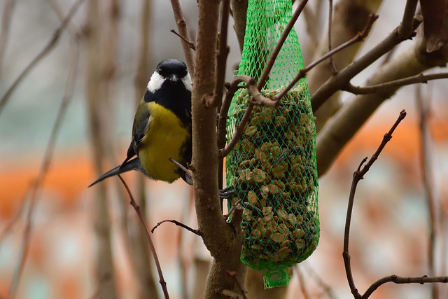 mealworms for birds