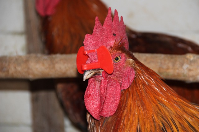 mealworms for birds