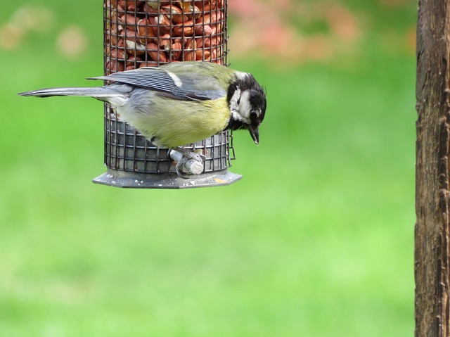 Mealworms scattered on bird table