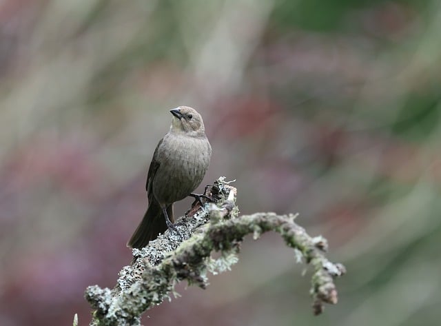 Mealworms scattered on mossy stone perch