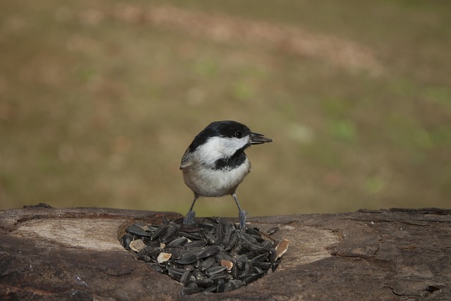 Mealworms served in low bird feeder