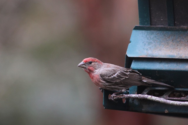 Mealworms served in low bird feeder