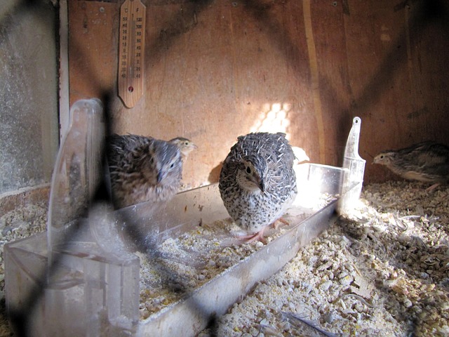 Mesh cage feeder filled with mealworms