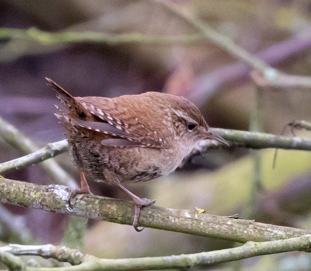 Mesh feeder with wrens and mealworms